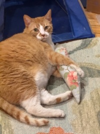 Favorite toy