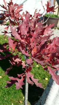 Oak leaves in fall