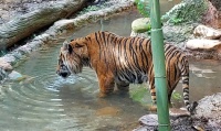 Tiger Louisville Zoo 5.11.23 3