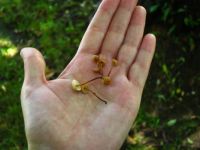 Little mushrooms (Mycena)