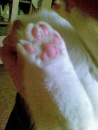 Cat paw