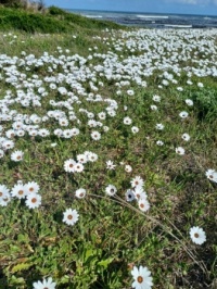 Springtime in Cape Town