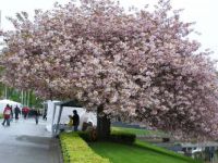 Bergen flowering plum