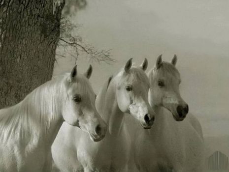 Horses_wallpapers_289