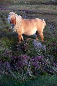 a shetty in the heather