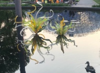 Chihuly Pond Installation Photobombed by a Duck