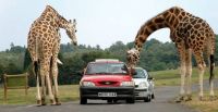 Giraffes and Cars