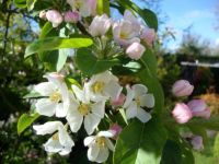Apple Blossoms In The Sun.
