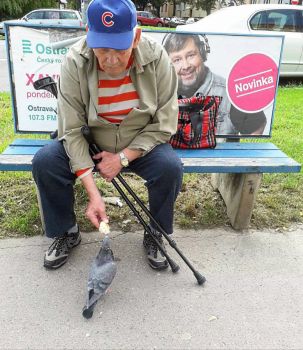 Old Man and Pigeon