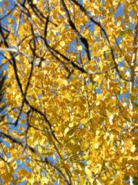 Aspens