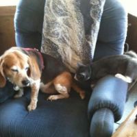 Barney the Beagle wants that cat to go away!
