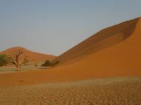 Dune 45 in the Sossusvlei area of the Namib Desert in Namibia.
