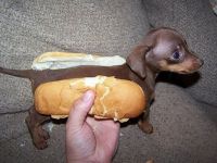 i'm hungry, i eat a hotdog!!!
