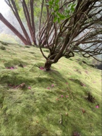 Met mos begroeid, park in Madeira