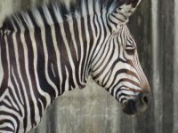 Zoo Zebra