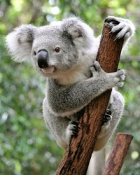 Koala on and branch