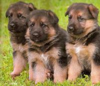 German-Shepherd-Puppies-