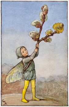 The Willow Catkin Fairy