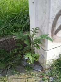Tomato in the city (Solanum lycopersicum)