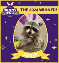 The Winner Of The 2024 Cadbury Bunny Contest Is A Rescued Raccoon Named Louie From Miami, FL.