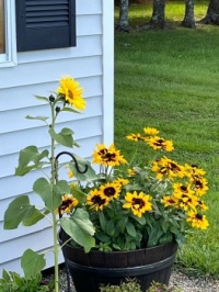 Sunflower and Denver daisies