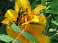 bigger butterfly & day lily