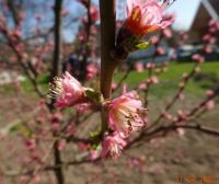 kvetoucí broskev - blooming peach