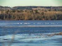 Tundra swans in the background; mallards in the foreground