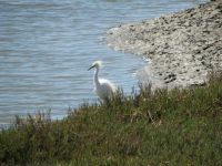 white heron @ Elkhorn Slough