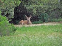 Young buck - Grass Valley CA