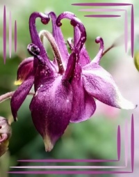 💗 Time for Aquilegia 💗