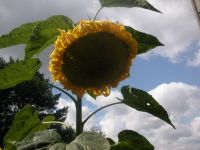 zonnebloem
