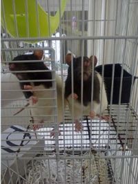 The girls.  Princess Buttercup and Lola