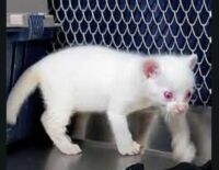 Rare Albino Jaguarundi Cub Found In Columbia