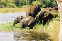 Kruger Park - Elephants