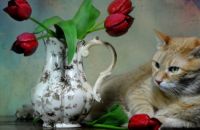 roses and cat