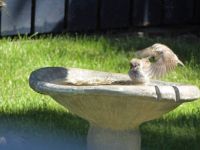 Baby Sparrow bathing