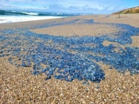 Thousands of By-the-wind sailors ( Velella velell )
