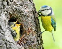 Blue Tit chicks waiting for breakfast