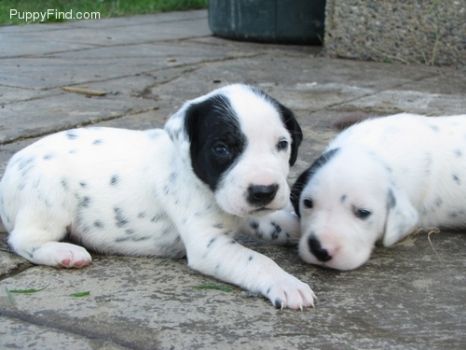 two patch pups