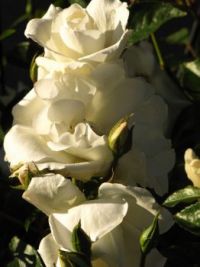 White roses