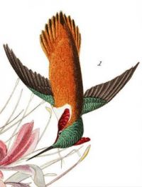 RUFF NECKED HUMMING BIRD