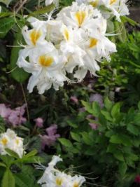 Fragrant azalea