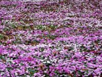 cyclamen_flowers-very hard