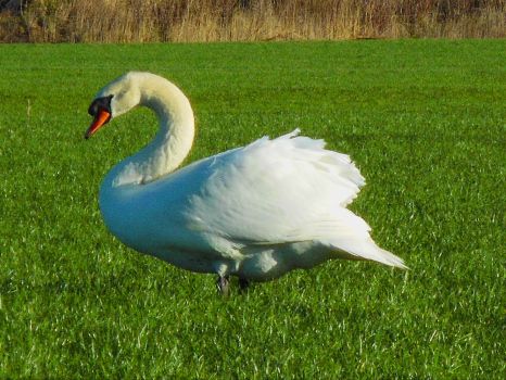 Gorgeous swan