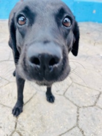 Isla Dog II