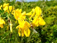 Broom