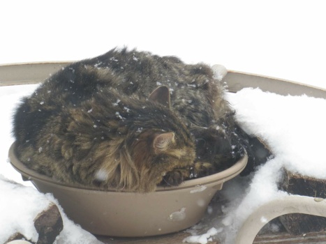 Solve Smart stray cat finds a warm bed in winter. jigsaw puzzle online