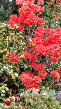 Orange azalea