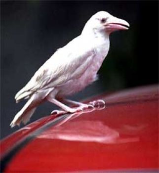 albino crow